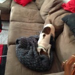 Larry the pup digging - Dori's Shiny Blog