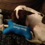 Larry with toys - pup - Dori's Shiny Blog