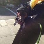 Larry the dog's badass hoodie - Dori's Shiny Blog