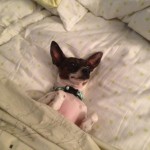 Larry Q. Gray all tucked in - dog - Dori's Shiny Blog